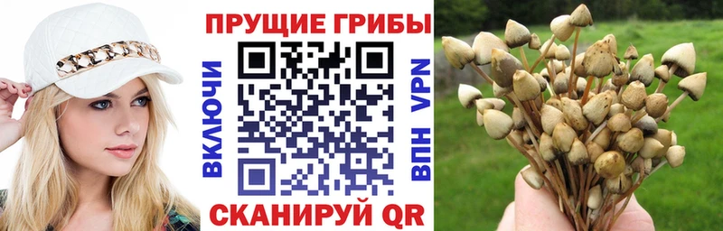 купить   Таганрог  Галлюциногенные грибы Cubensis 
